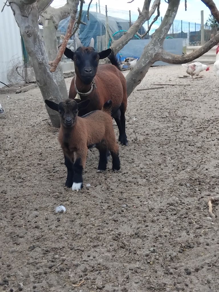 Chibinho anão ainda a mamar