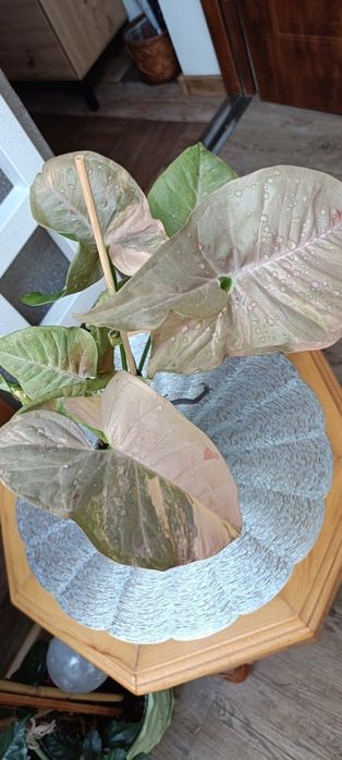 Syngonium Pink Doble Marble variegata