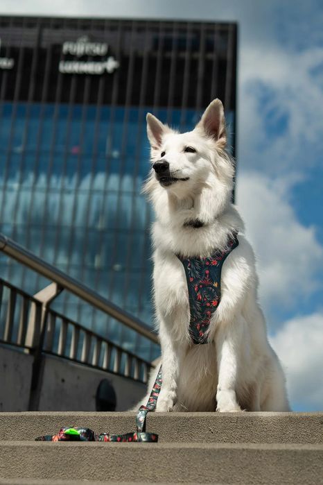 obroża dla dużego silnego psa molosy pitbull m/l 25 mm  z nadrukiem