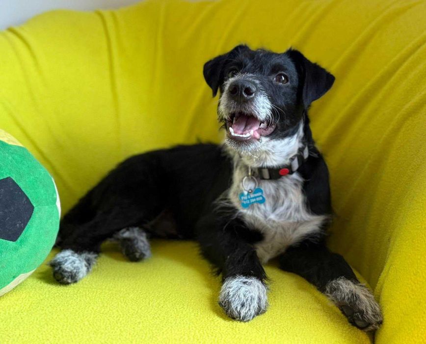 Aktywny Dexter szuka domu!