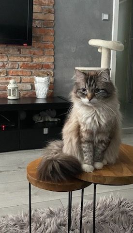 Piekne kotki Neva Masquerage