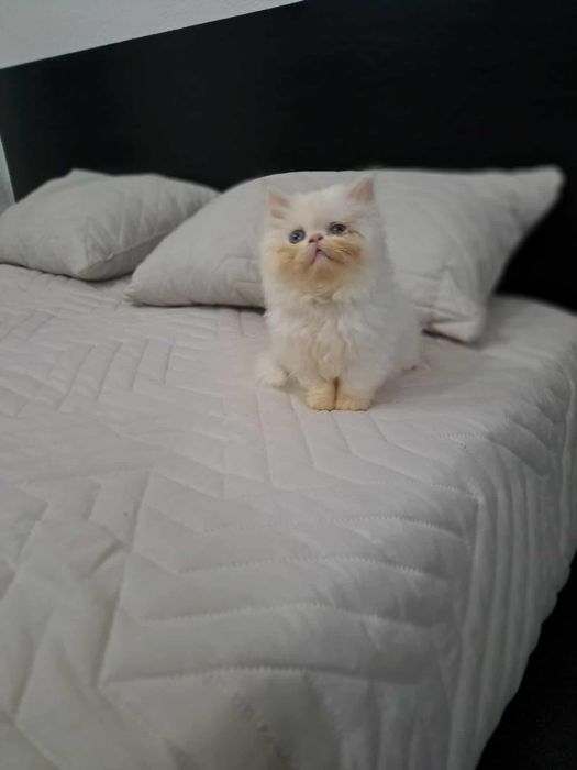 Gatinha persa linda branca