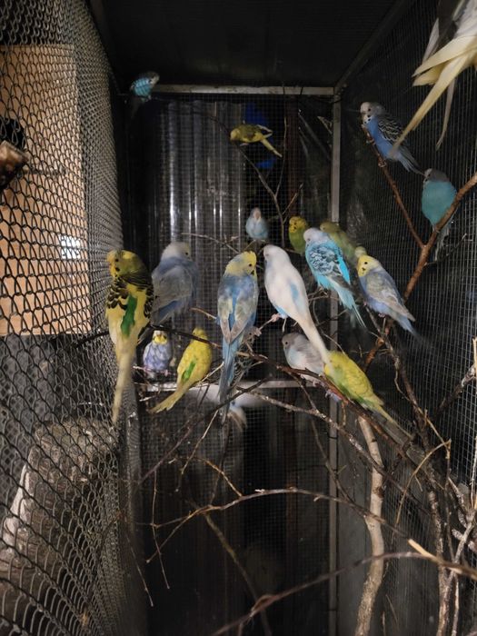 Sprzedam papużki faliste