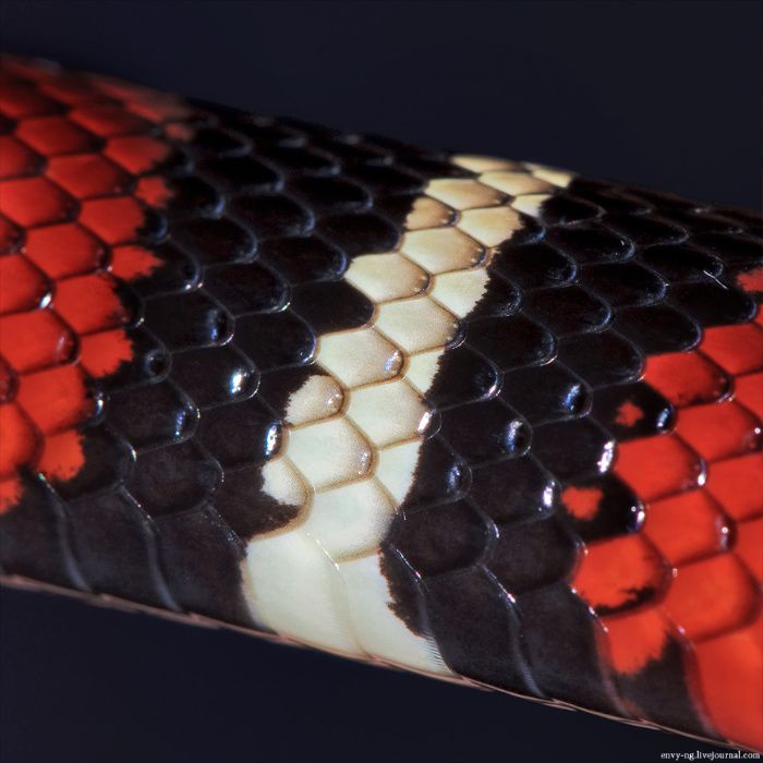 Синалойские молочные змеи. Неядовитая красочная рептилия
