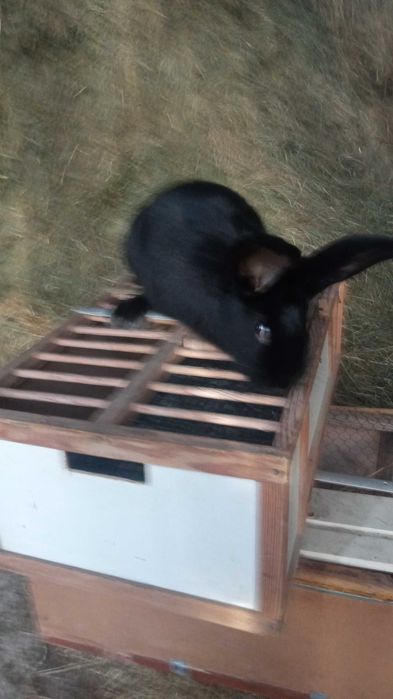 Królik Samiec Srokacz Niemiecki