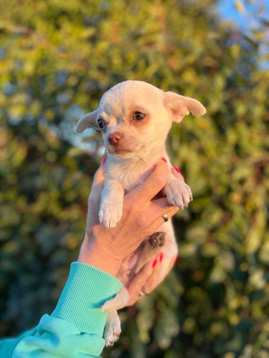 Продаються цуценята чіхуахуа