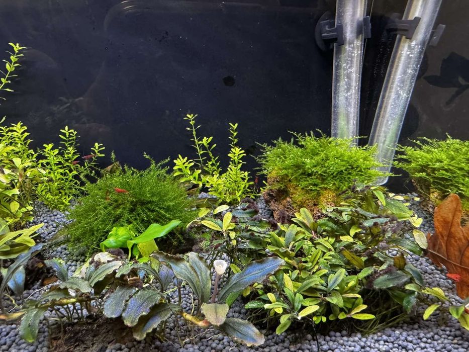 Акваріум креветочнік 35 лт запущений з всім необхідним.