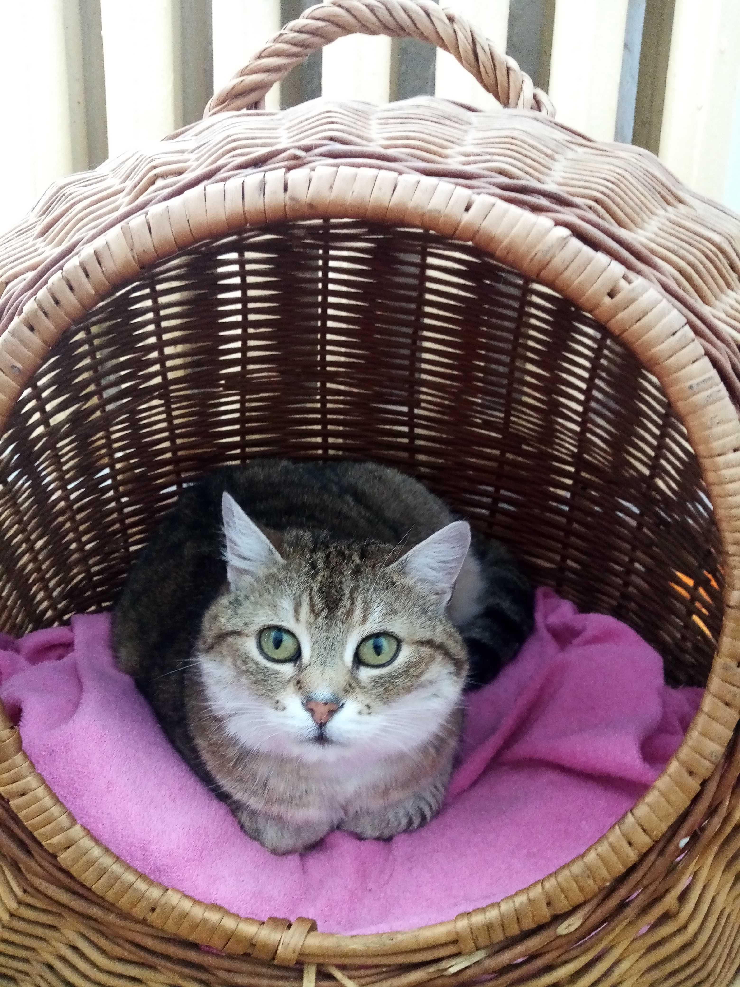 Cudowna kotka Szarlotka szuka ciepłegi kochającego domu!