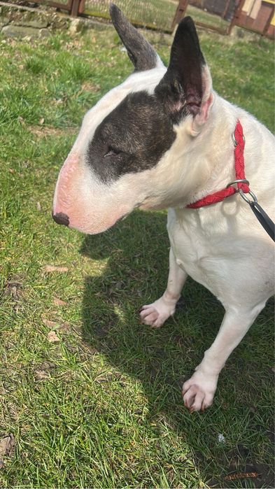 Suczka w typie bulteriera