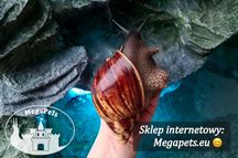 Archachatina marginata marginata type 1 Ślimaki Lissachatina Achatina