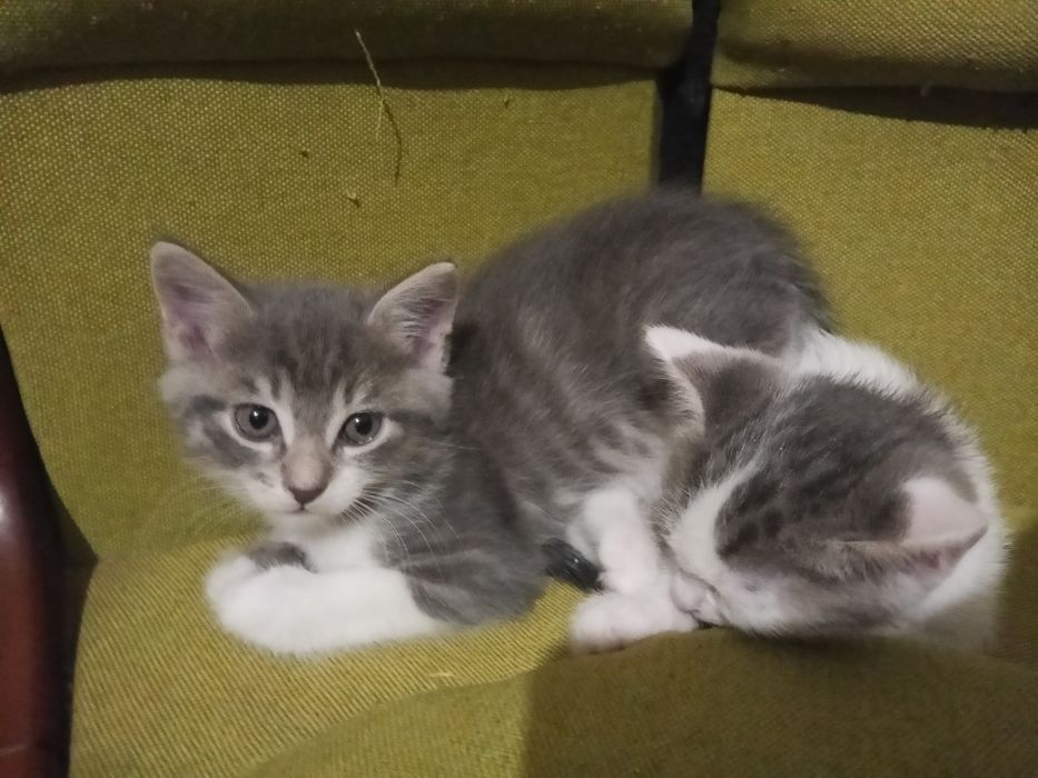 Кошенята шукають дім