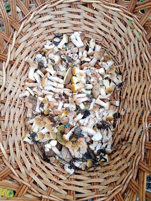 Опеньки консервовані