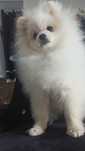 Sunia pomeranian po championie