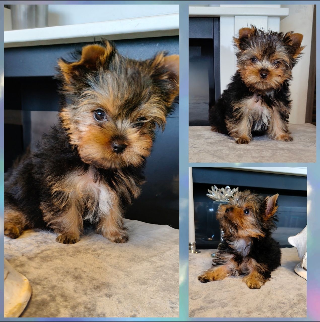 Chłopczyk piesek York Yorkshire Terrier ZKwP FCI