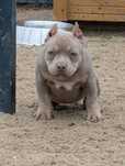 American bully tri