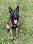 Pastor belga malinois 6 meses