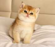 British shorthair golden chinchilla