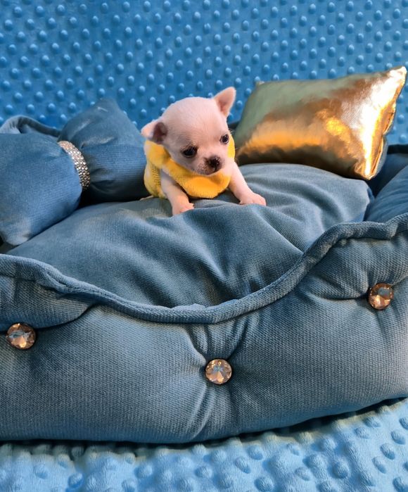 Perełka- malutki biały chłopczyk Chihuahua krótkowłosy