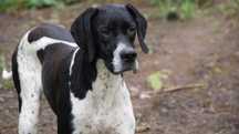 Na sprzedaż suczka English Pointer z hodowli ZKwP Loyal Point FCI