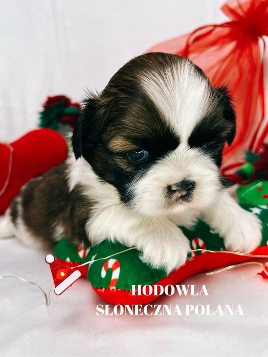 Shih-Tzu gotowe do rezerwacji