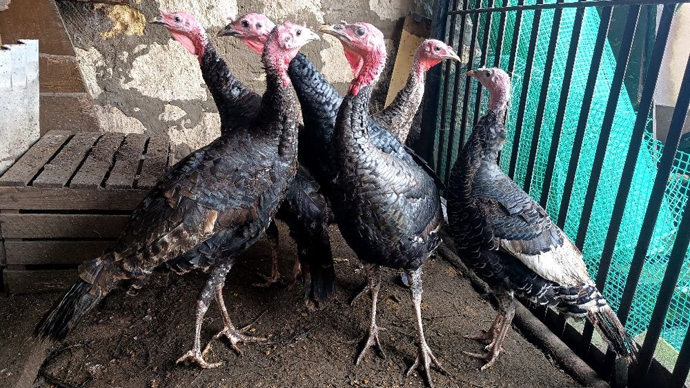 Młode indyki kanadyjskie