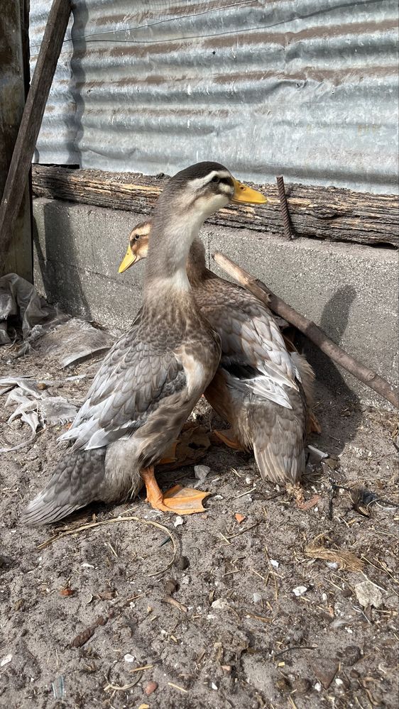Patos Rouen machos