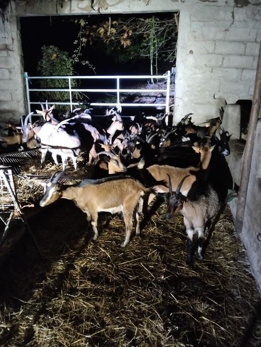 Venda de cabras mansas