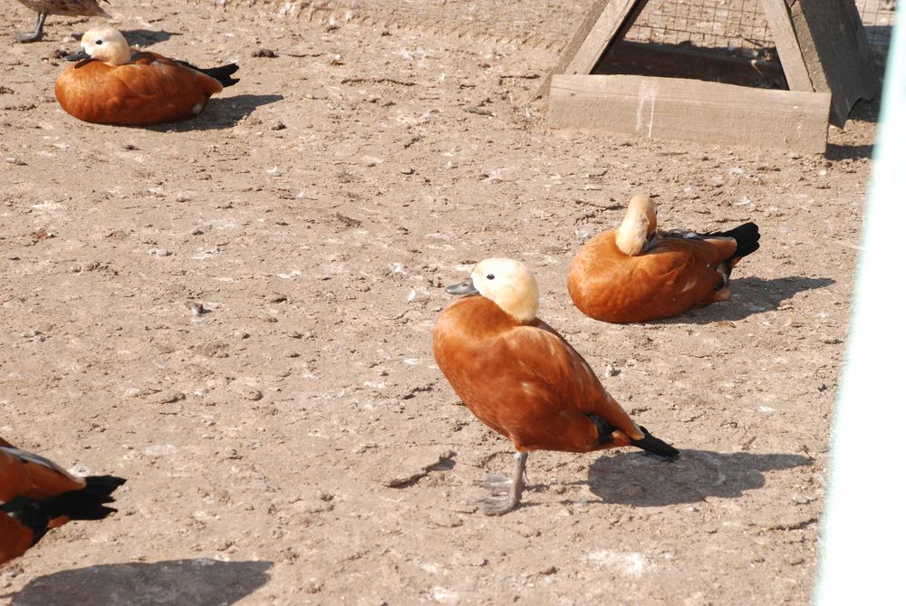 Сформована пара качок, статевозрілі молоді руді качки, червоні качки