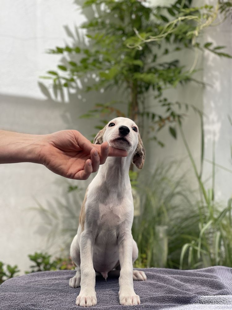 Whippet samiec do odbioru Revirado FCI ZKwP