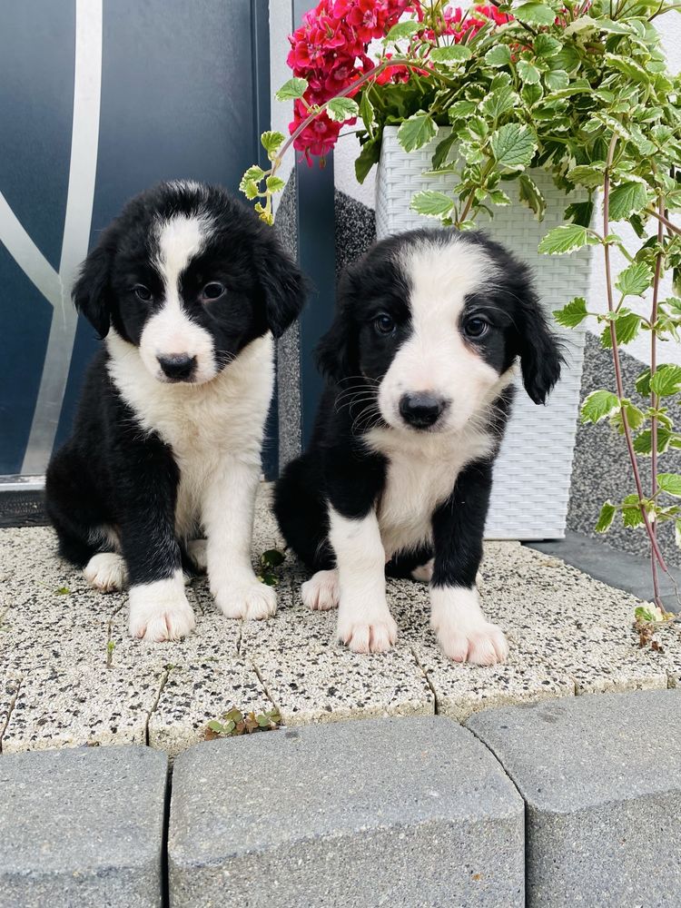 Border collie szczeniak