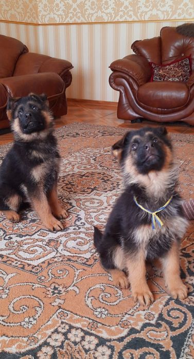 Благородна німецька вівчарка