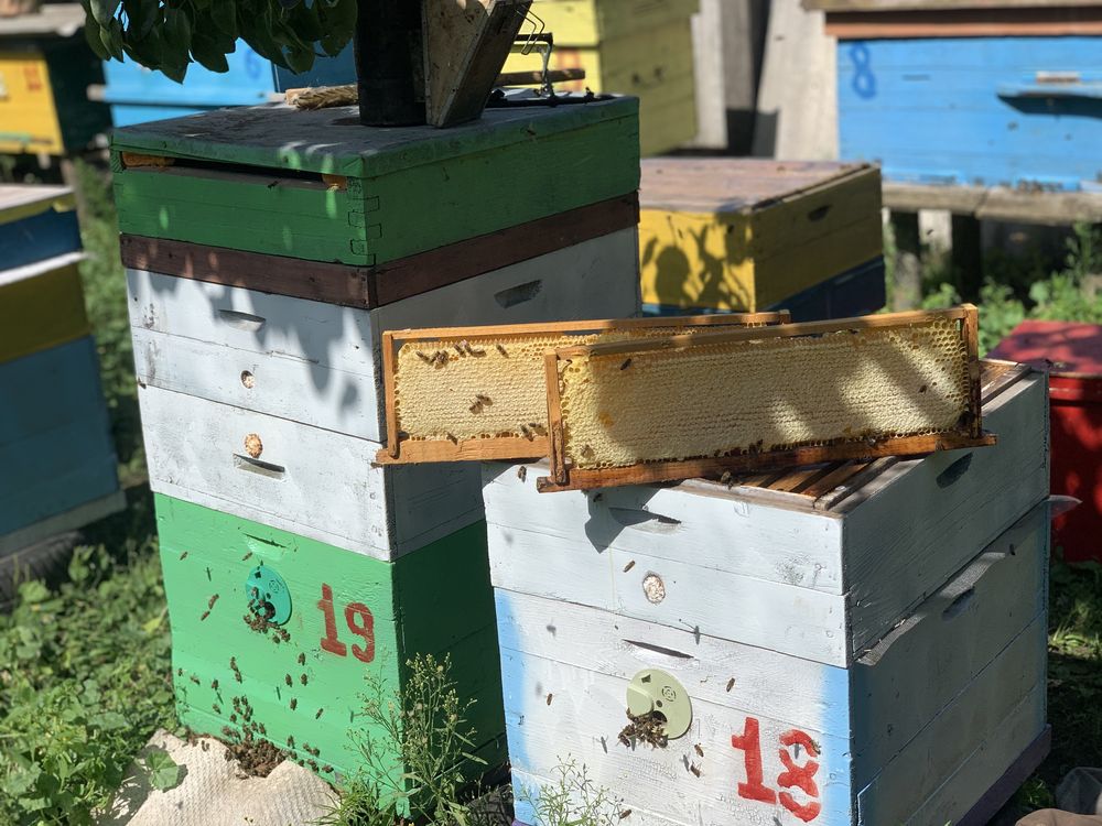 Продам свіжий МЕД, (мед, мід, мёд, медовуха, вощина)