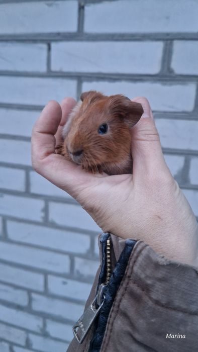 Морські свинки. Кому морську свинку?