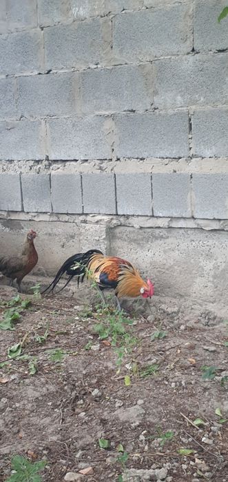 Фенікс кури продам