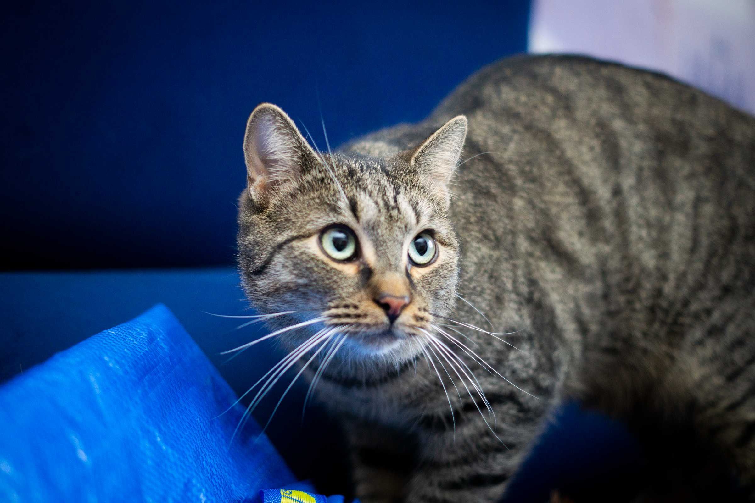 Kizo - kotek do adopcji