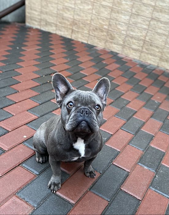 Девочка французского бульдога