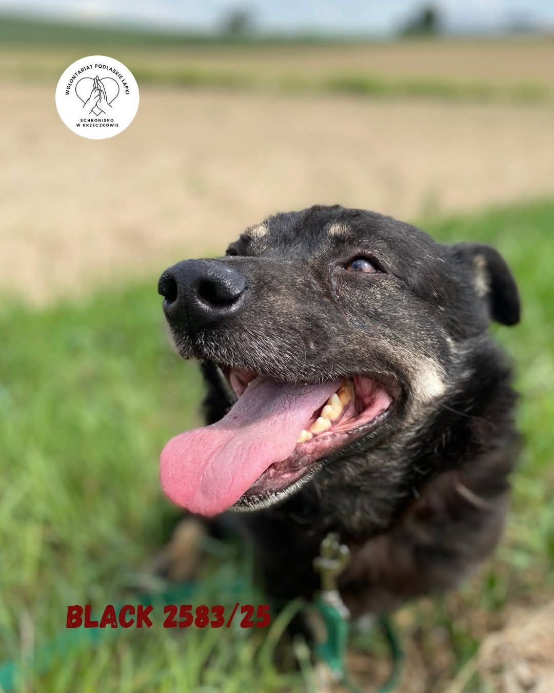 Black szuka domu