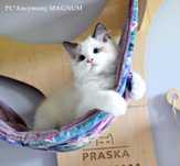 kocurek Ragdoll, oryginalny rodowód Felis Polonia