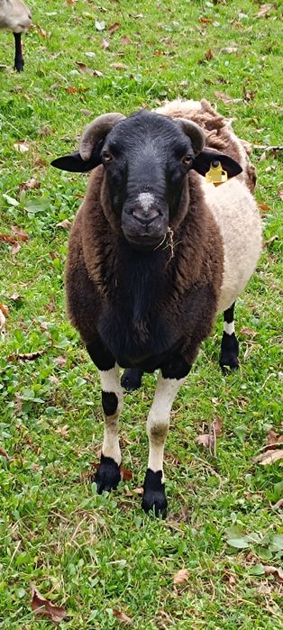 (Raça Dorper) - e cruzada com raça Suffol-k