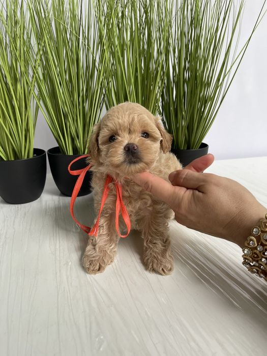 VIP Мальтипу F1  Дівчатка та хлопчик — краса з характером