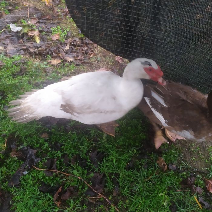 Ія мішаних курей