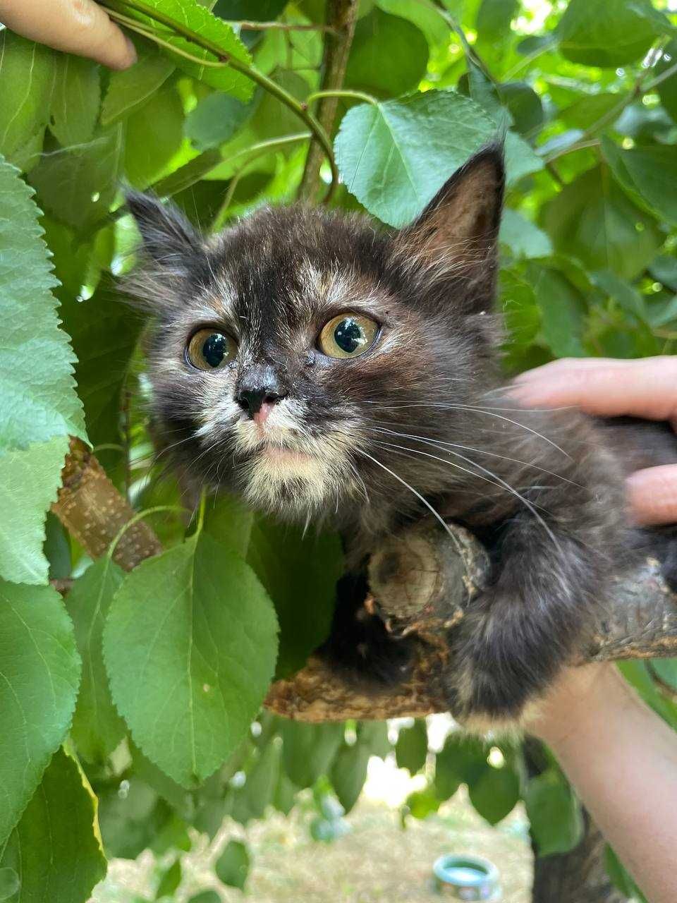 Кошеня, 2 місяці, дівчинка, в самі люблячі руки