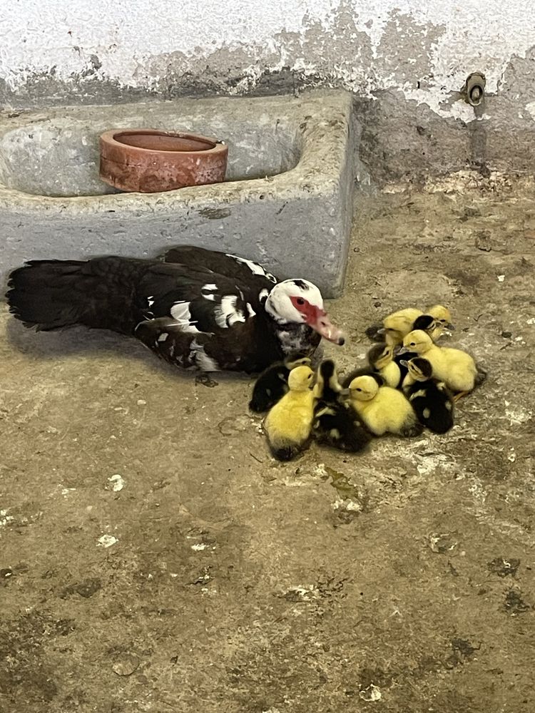 Vendo patos mudos bebés
