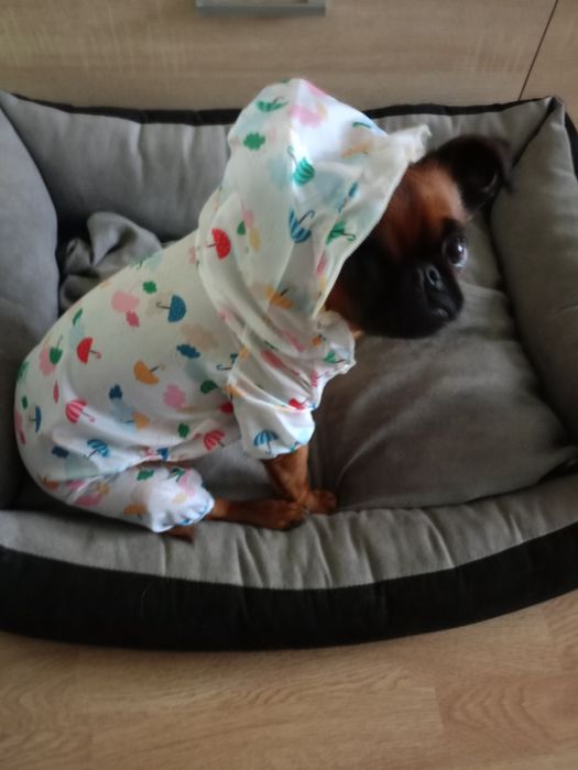 Pelerynka dla pieska lub kotka