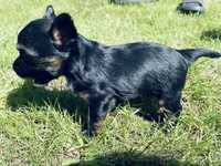 Yorkshire terrier piesek ARGO