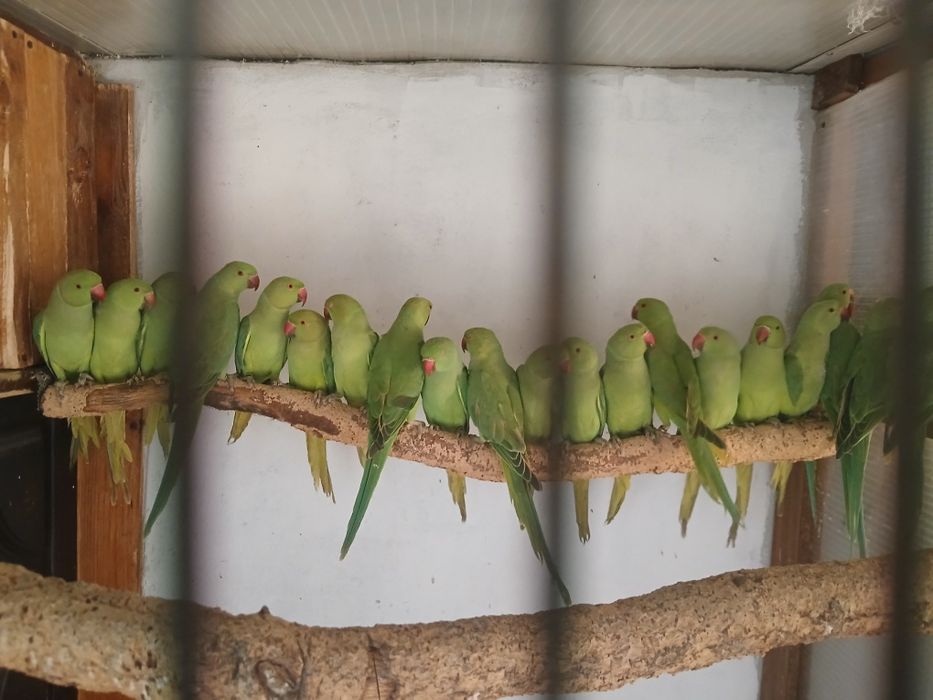 Ring necks sexados