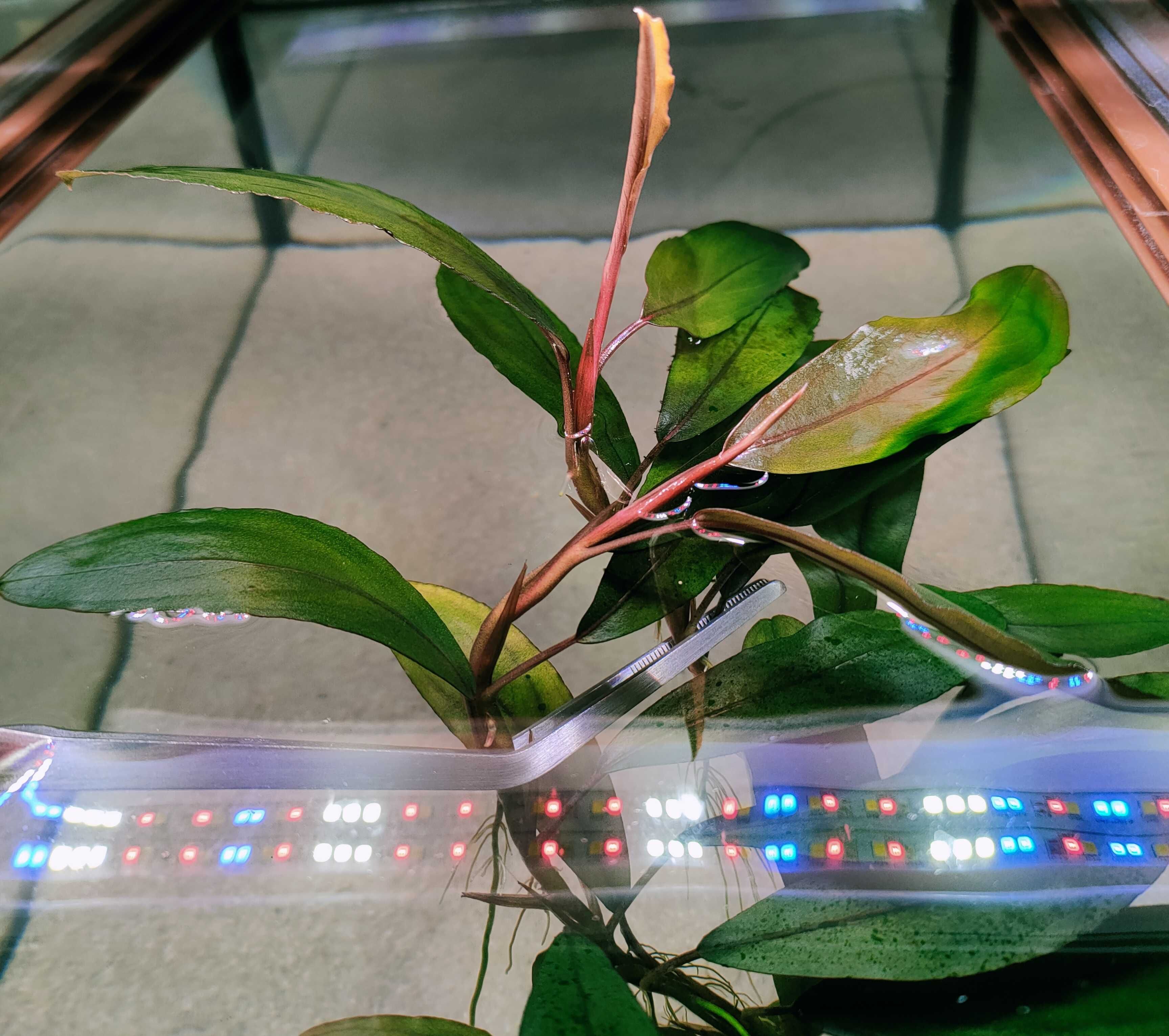 Bucephalandra Aegis