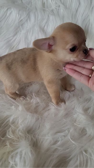 Chihuahua sunia beżowa merle