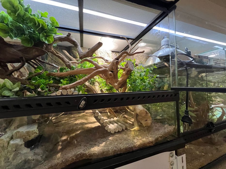 Тераріум Exoterra для королівського пітона (регіус)