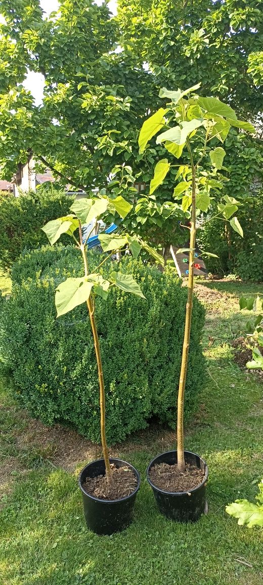 Paulownia drzewo tlenowe